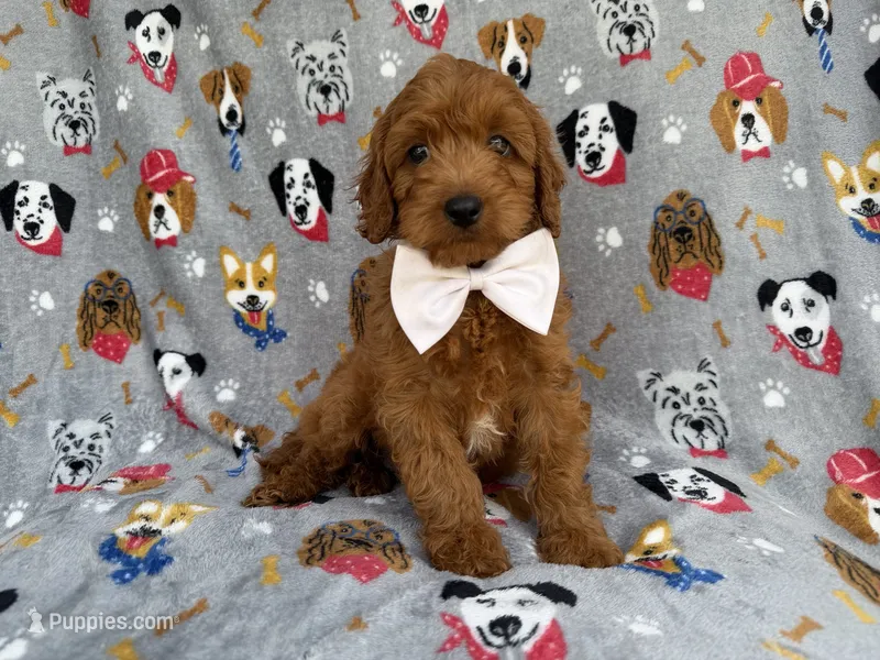 Bear – Cavapoo, Poodle - Miniature  puppy for sale in Lakeland, FL