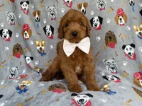 Bear, a male Cavapoo and Poodle - Miniature  for sale in Lakeland, FL – 1 of 8