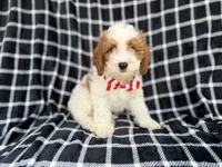 Boss, a male Cavapoo for sale in Lakeland, FL – 4 of 9