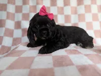 Harper, a female Cocker Spaniel for sale in Lakeland, FL – 2 of 8