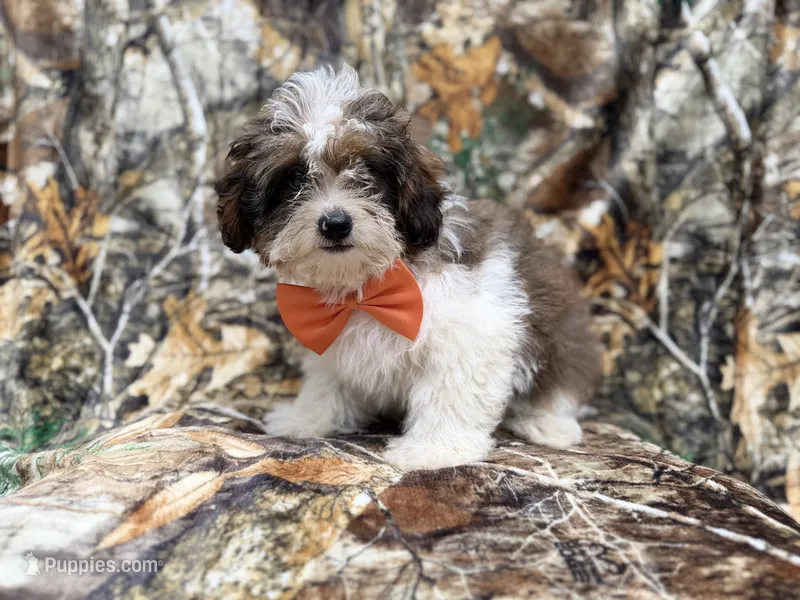 Dagger – Shihpoo puppy for sale in Lakeland, FL