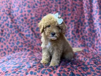 Skittles, a female Cavapoo for sale in Lakeland, FL – 2 of 10
