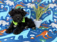Valentino, a male Miniature Schnauzer for sale in Lakeland, FL – Photo 2 of 9