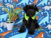 Valentino, a male Miniature Schnauzer for sale in Lakeland, FL – Photo 9 of 9