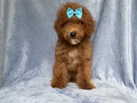 Peaches, a female Cockapoo for sale in Lakeland, FL – 8 of 10
