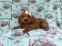 Remi, a female Cockapoo and Poodle - Miniature  for sale in Lakeland, FL – 3 of 8