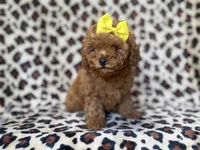 Carmen, a female Cavapoo and Poodle - Miniature  for sale in Lakeland, FL – 7 of 9