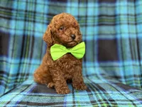 Scooby, a male Miniature Goldendoodle for sale in Lakeland, FL – 4 of 10