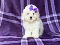 Hope, a female Bichpoo for sale in Lakeland, FL – 1 of 9