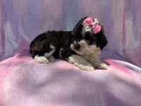 Fern, a female Cockapoo for sale in Lakeland, FL – 4 of 7