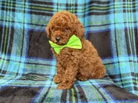 Scooby, a male Miniature Goldendoodle for sale in Lakeland, FL – 3 of 10