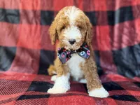 Twix, a male Poodle - Miniature  for sale in Lakeland, FL – 2 of 9