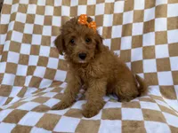Ohana, a female Miniature Aussiedoodle for sale in Lakeland, FL – 3 of 8