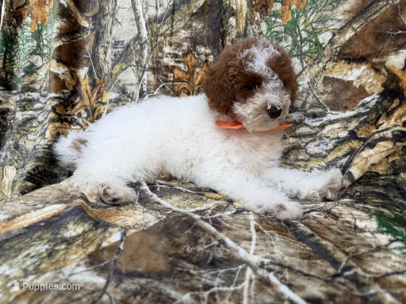 Chip – Poodle - Miniature  puppy for sale in Lakeland, FL