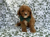 Lasso, a male Cavapoo for sale in Lakeland, FL – 9 of 9