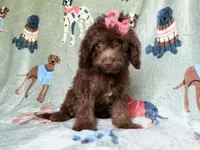 Cocoa, a female Cavapoo for sale in Lakeland, FL – 8 of 8