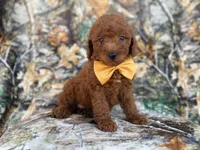 Luca, a male Miniature Goldendoodle for sale in Lakeland, FL – 4 of 9