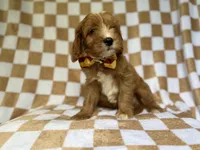 Marshall, a male Cavapoo for sale in Lakeland, FL – 7 of 8