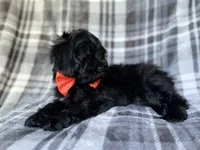 Zander, a male Shihpoo for sale in Lakeland, FL – 7 of 9