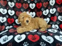 Olivia, a female Miniature Aussiedoodle for sale in Lakeland, FL – 9 of 9