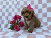 Sophie, a female Cavapoo and Poodle - Miniature  for sale in Lakeland, FL – Photo 6 of 7