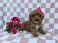 Sophie, a female Cavapoo and Poodle - Miniature  for sale in Lakeland, FL – Photo 4 of 7