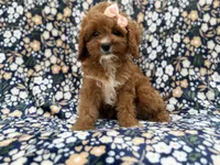 Biscuitly, a female Cavapoo for sale in Lakeland, FL – 1 of 9