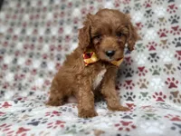 Marcus, a male Cockapoo and Poodle - Miniature  for sale in Lakeland, FL – 1 of 7