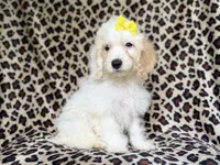 Oakley, a female Cockapoo for sale in Lakeland, FL – 8 of 8