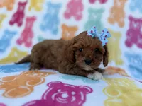 Nova, a female Cavalier King Charles Spaniel and Poodle - Miniature  for sale in Lakeland, FL – Photo 4 of 8