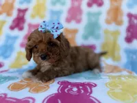 Nova, a female Cavalier King Charles Spaniel and Poodle - Miniature  for sale in Lakeland, FL – Photo 2 of 8