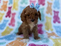 Nova, a female Cavalier King Charles Spaniel and Poodle - Miniature  for sale in Lakeland, FL – Photo 5 of 8