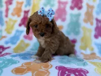 Nova, a female Cavalier King Charles Spaniel and Poodle - Miniature  for sale in Lakeland, FL – Photo 8 of 8