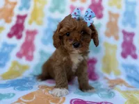 Nova, a female Cavalier King Charles Spaniel and Poodle - Miniature  for sale in Lakeland, FL – Photo 3 of 8
