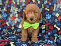 Leroy, a male Miniature Goldendoodle for sale in Lakeland, FL – 2 of 7