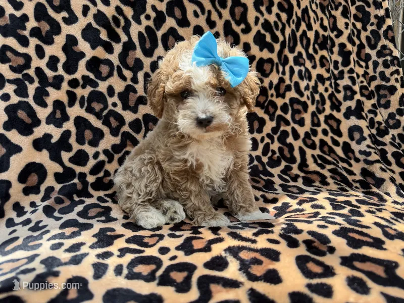 Fancy – Cockapoo, Poodle - Miniature  puppy for sale in Lakeland, FL