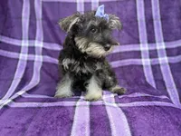 Puddles, a female Miniature Schnauzer for sale in Lakeland, FL – 5 of 9