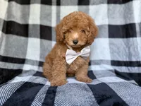 Bolt, a male Yorkipoo for sale in Lakeland, FL – 8 of 10