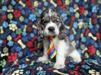 Hero, a male Cocker Spaniel for sale in Lakeland, FL – 1 of 8