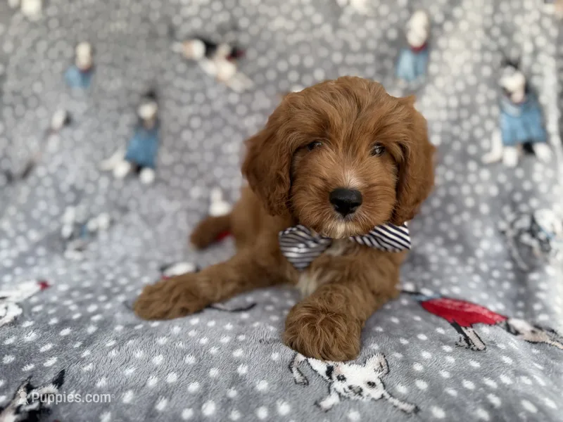 Benson – Cavapoo puppy for sale in Lakeland, FL
