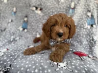 Benson, a male Cavapoo for sale in Lakeland, FL – 1 of 8