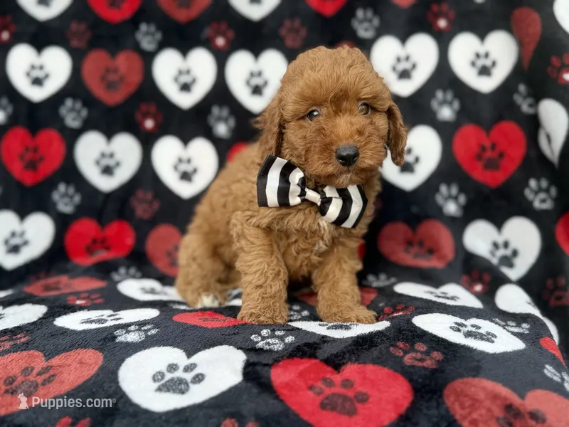 Abe – Cavapoo puppy for sale in Lakeland, FL