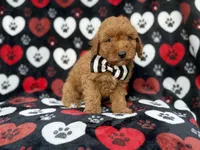 Abe, a male Cavapoo for sale in Lakeland, FL – 1 of 8