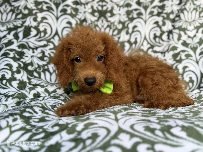 Prince – Cockapoo puppy for sale in Lakeland, FL