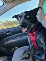 Shiloh, a male Australian Cattle Dog for sale in Lakeland, FL – Photo 1 of 2