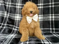 Dayton, a male Miniature Goldendoodle for sale in Lakeland, FL – 5 of 8