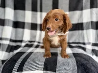 Royal, a male Cavapoo for sale in Lakeland, FL – 3 of 7