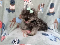 Piper, a female Miniature Schnauzer for sale in Lakeland, FL – 5 of 9