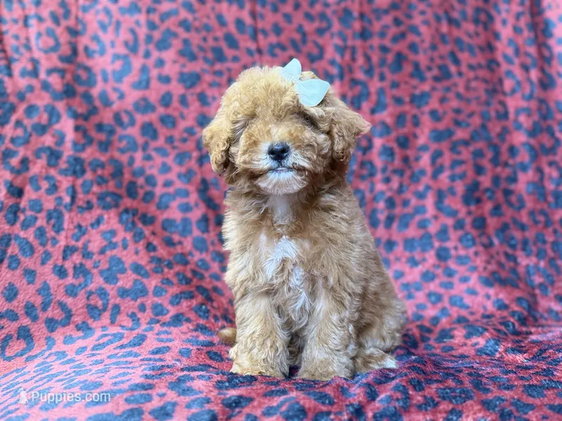 Skittles – Cavapoo puppy for sale in Lakeland, FL