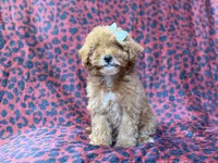 Skittles, a female Cavapoo for sale in Lakeland, FL – 1 of 10